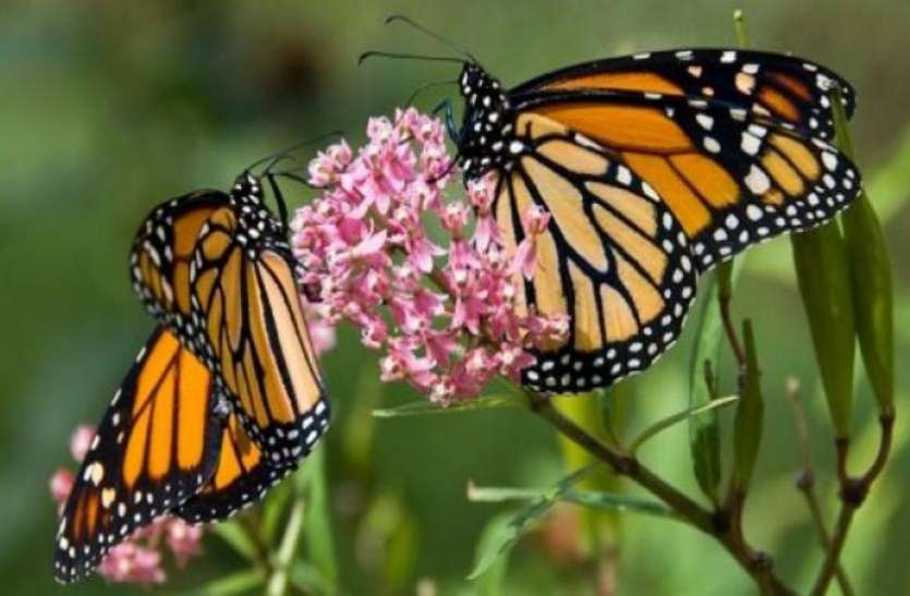 butterfly.jpg भारत में सिर्फ तस्वीरों में रह जाएंगी तितलियों की 1500 प्रजातियां, चौंकाने वाली रिपोर्ट आई सामने