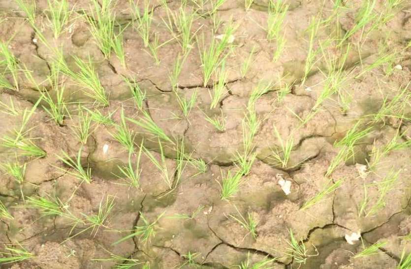 Farm started drying up, crisis on paddy crop सूखने लगे खेत, धान की फसल पर संकट