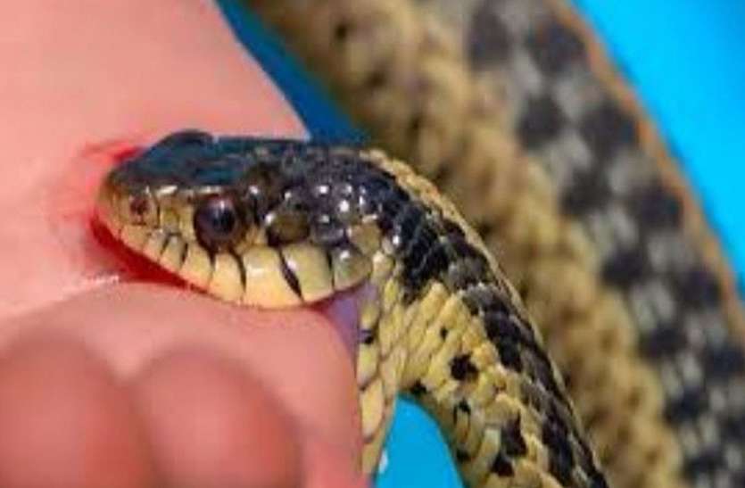 Snake bite,mp govt,govt hospital,Carelessness in govt hospital,Youth killed in govt hospital,doctors in govt hospital,Govt hospital news in hindi,govt hospital in mp,govt hospital in mp,Indian Medical Council,indian medical association,Jabalpur,latest news in hindi ,health minister, सांप के साथ अस्पताल पहुंचे, डॉक्टर बोले चूहा काटा और मोबाइल पर चैटिंग करने लगे, आंखों के सामने ही युवक ने दम तोड़ दिया