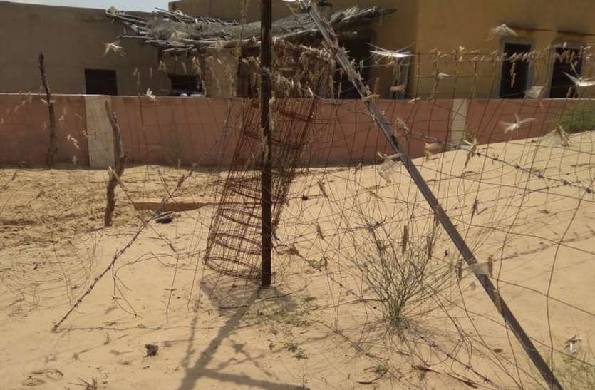 Bikaner News: Locust dal returned from border area बीकानेर : सीमा क्षेत्र से फिर आया टिड्डी दल, नियंत्रण दल बेखबर