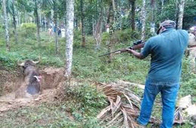 tranquilizer gun in ajmer Forest dept: ना ट्रेंकूलाइजर गन मिली, ना स्टाफ को हथियार