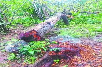 Smuggler cut 4 precious spore trees तस्करों ने काट डाले 4 नग बहुमूल्य बीजा पेड़, विभाग ने कर्मचारी और अधिकारियों को नहीं लगी भनक
