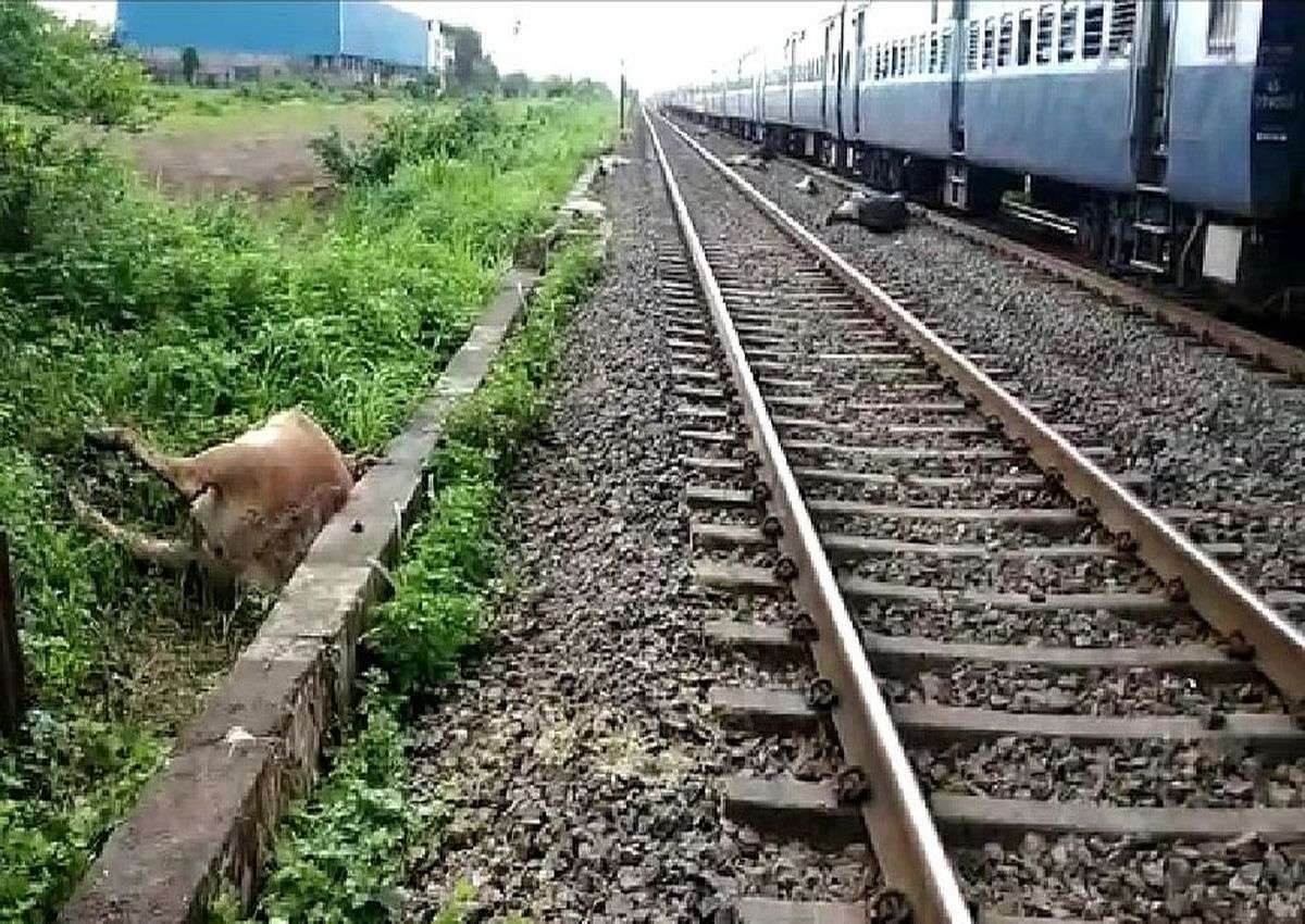 INDIAN RAIL: रेलवे ने अभी तक नहीं उठाए मवेशियों के शव