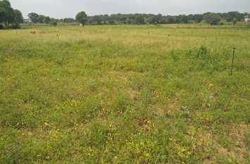 White braided cropping the crop फसल को चट कर रही सफेद लट