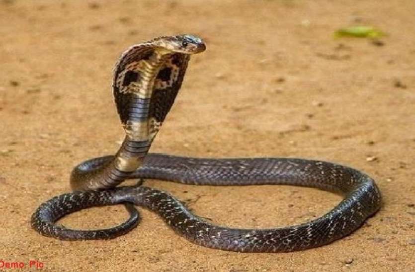 snake Curfew effect : गर्मी में घरों में निकल रहे सांप, पकडऩे वालों को रास्ते में रोक लेती है पुलिस