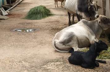 Citizens made PCC road a cow-house नगरवासियों ने पीसीसी सड़क को बनाया गौ-शाला