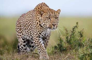 leopard attack on old man 60 साल के बुजुर्ग को तेंदुए ने बनाया अपना निवाला, अस्पताल में भर्ती