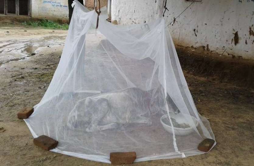 Wonderful, medicated mosquito nets, government scheme, malaria Amazing : मध्यप्रदेश की एक तहसील ऐसी जहां सरकारी मच्छरदानियों का अजब-गजब उपयोग