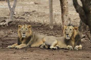 Safari park officials team left for Junagadh to take lions जूनागढ़ से शेरों को लेने रवाना हुई सफारी पार्क के अधिकारियों की टीम