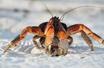 mizoram: Blessed, crab, teachers, student, gift, fish शिक्षकों को उपहार में केकड़े देकर पाया आशीर्वाद