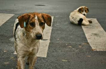 Rabbinic vaccine will be applied to dogs श्वानों को लगाया जाएगा रैब्जीन वैक्सीन