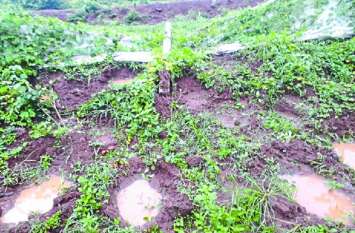 Three elephant destroyed crop तीन हाथियों के दल ने एक बार फिर मचाया उत्पात, फसलों को रौंदा, किसानों में दहशत