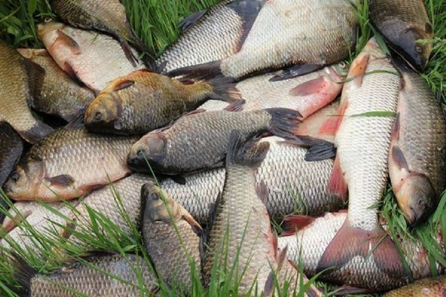 शिक्षकों को उपहार में केकड़े देकर पाया आशीर्वाद