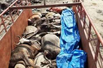 Found bodies of cattle गोवंशीय शव के निस्तारण का था, आदेश लेकर पहुंच गए गैर जनपद, मचा हड़कंप