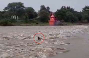 Rain: Vidoe Story of Heavy Rain in Sehore उफनती नदी में फंसा एक बैल, देखिए वीडियो- खुद को कैसे पहुंचाया किनारे