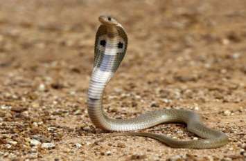 Death of brother and sister killed by snake bite नाग-नागिन के काटने से सगे भाई-बहिन की हुई मौत, झाड़-फूंक के चक्कर उलझे रहे परिजन