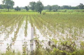 फसलों में सत्तर फीसदी तक खराबा, कर्ज में दबे किसान फसलों में सत्तर फीसदी तक खराबा, कर्ज में दबे किसान