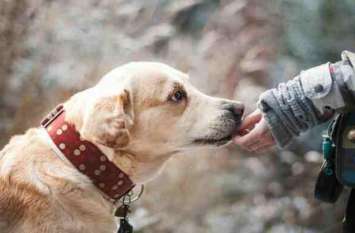 A mystery disease hits dogs in Norway अगर आपको भी है अपने डॉगी से प्यार, तो इस रहस्यमयी बीमारी से हो जाएं सावधान