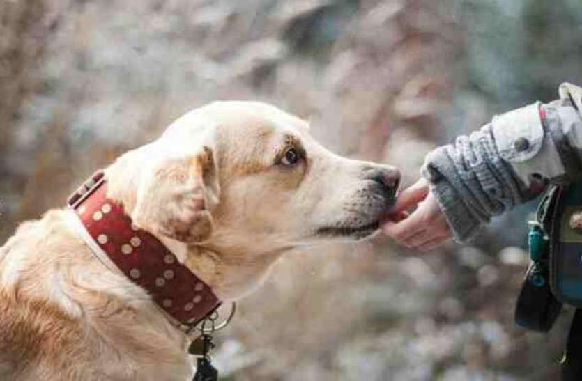 dog.jpg अगर आपको भी है अपने डॉगी से प्यार, तो इस रहस्यमयी बीमारी से हो जाएं सावधान