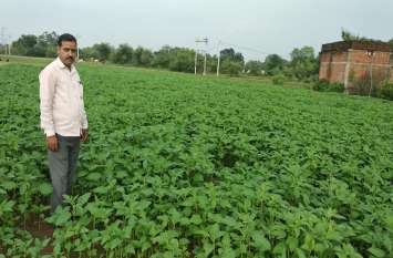 Cultivation in wasteland किसान की मेहनत लाई रंग, चार एकड़ बंजर भूमि में दलहन-तिलहन की खेती कर बनाया रिकार्ड, खीरा, मक्का की उपज से ले रहे लाखों की आमदनी