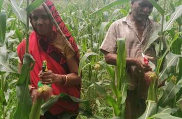 Farming News khargone किसान दंपती का देसी जुगाड़, मक्का फसल को इल्लियों के प्रकोप से बचाया