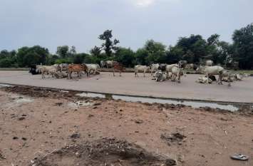 dm strict action against those who leave their animals on street सड़कों पर पशुओं को छुट्टा छोड़ने वालों पर डीएम की सख्ती, लगाया 30 हजार का जुर्माना
