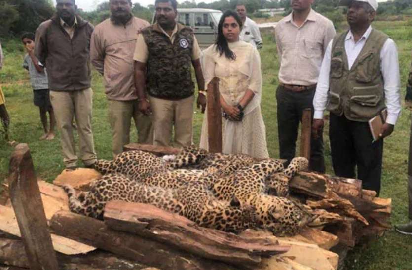 leopards Die मैसूरु : मादा तेंदुआ और दो शावकों के शव मिले