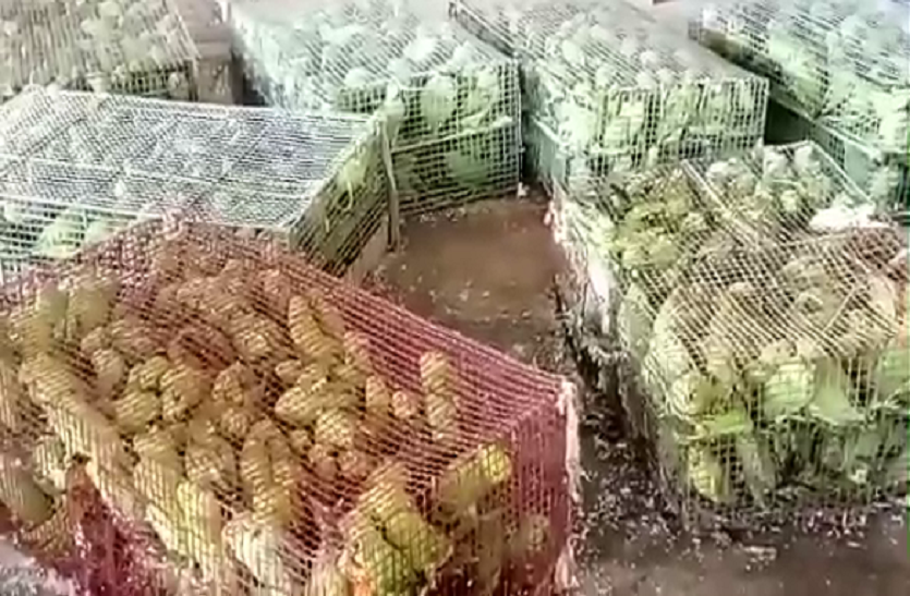 Parrot recovered from Train चंबल एक्सप्रेस से बरामद हुए 1000 से अधिक तोते, जानिये कहां भेजा रहा था