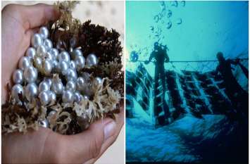 Pearl cultivation: know how, give your dreamgirl a pearl at home जानिए कैसे, अपनी ड्रीमगर्ल को घर में ही दें पर्ल