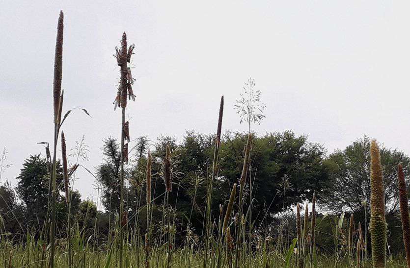 राजस्थान में यहां टिड्डी दल का अटैक, खेत में खड़ी बाजरे की फसल चौपट, किसान चिंतित