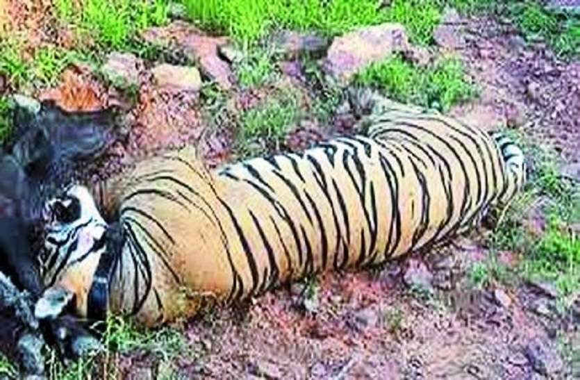 रिपोर्ट के आधार पर होगा टी-104 की किस्मत का फैसला, पाडली गांव में फरवरी में महिला के शिकार के बाद से शुरू हुई कवायद रिपोर्ट के आधार पर होगा टी-104 की किस्मत का फैसला, पाडली गांव में फरवरी में महिला के शिकार के बाद से शुरू हुई कवायद