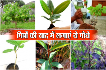 Pitru Paksha Plants : must be attached memory of deceased fathers अपने दिवंगत पितरों की याद में पितृ पक्ष में जरूर लगावें ये पौधे, प्रसन्न हो जाएंगे पितृ