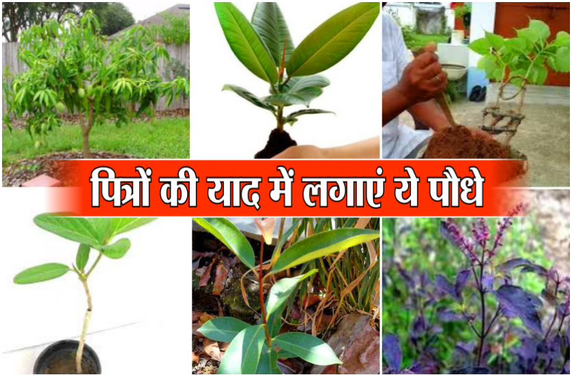 अपने दिवंगत पितरों की याद में पितृ पक्ष में जरूर लगावें ये पौधे, प्रसन्न हो जाएंगे पितृ अपने दिवंगत पितरों की याद में पितृ पक्ष में जरूर लगावें ये पौधे, प्रसन्न हो जाएंगे पितृ
