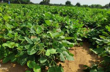 CAZRI: Crop production increased due to good rain 80 दिन की जगह 60 दिन में हो गया मूंग