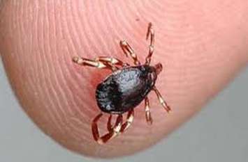 2 died of congo fever in jodhpur AIIMS 2 died of congo fever in jodhpur AIIMS
