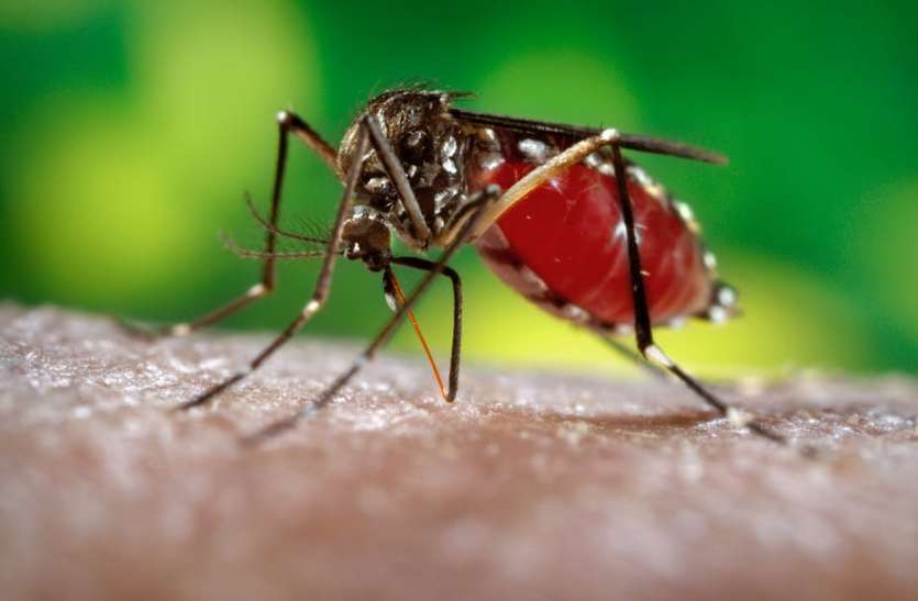 गत वर्ष की तुलना में चार गुना बढ़े डेंगू मरीज गत वर्ष की तुलना में चार गुना बढ़े डेंगू मरीज