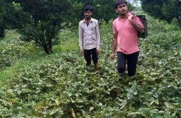 Crop insurance of 1 lakh 2 thousand farmers in the district, till now जिले में 1 लाख 2 हजार किसानों का फसल बीमा, अभी तक सर्वे 300 का ही