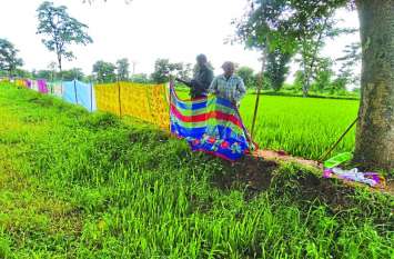 Farmers are putting saris in the fields to save crops खेत के चारों ओर किसान क्यों बना रहा साड़ियों से घेरा, आप कारण जानेंगे तो चौंक जाएंगे