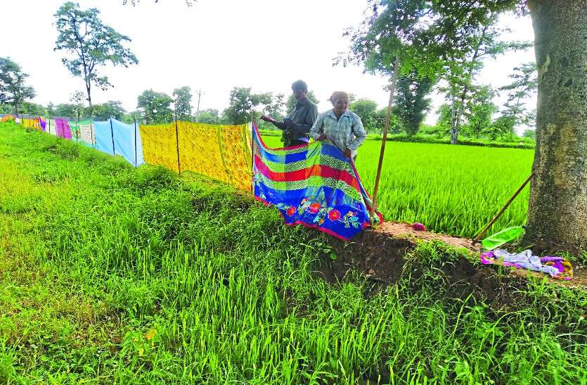 खेत के चारों ओर किसान क्यों बना रहा साड़ियों से घेरा, आप कारण जानेंगे तो चौंक जाएंगे खेत के चारों ओर किसान क्यों बना रहा साड़ियों से घेरा, आप कारण जानेंगे तो चौंक जाएंगे