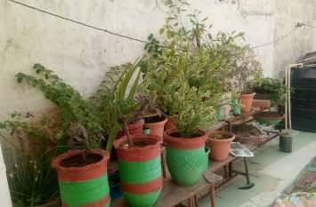 play your part in greenery घर की मुंडेर पर लगाएं पौधा, हरियाली में निभाएं अपनी भागीदारी