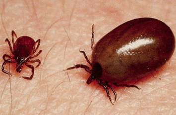 scrub typhus scrub typhus