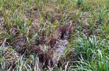 Expectations of farmers buried in fields खेतों में ही दफन हुई किसानों की उम्मीदें