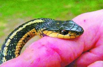 Villagers fearing snakes, snakes bite five people in a day सांपों के डर से थरथरा रहे ग्रामीण, सांपों ने एक ही दिन में पांच लोगों को डसा