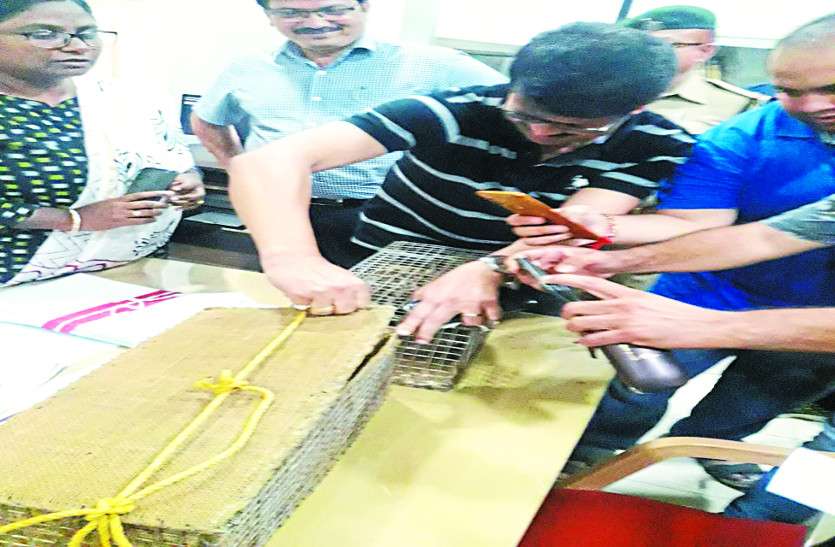डिब्बे में पकड़कर ले जा रहे थे तेंदुए के जिंदा शावक, पुलिस को मिली जानकारी तो एेसे दबोचा