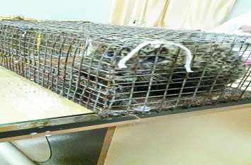 Police caught 2 smuggler with 2 baby leopard in Chhattisgarh डिब्बे में पकड़कर ले जा रहे थे तेंदुए के जिंदा शावक, पुलिस को मिली जानकारी तो एेसे दबोचा