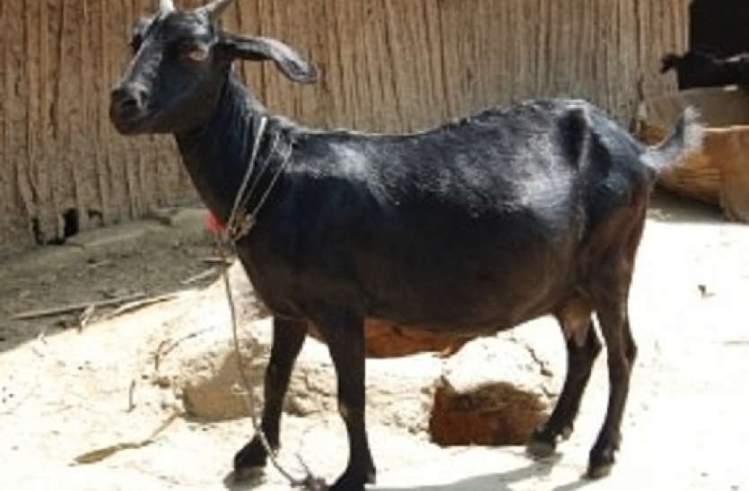 goat.jpg Big Breaking- सपा के इस सांसद के खिलाफ दर्ज हुआ बकरी चोरी का केस