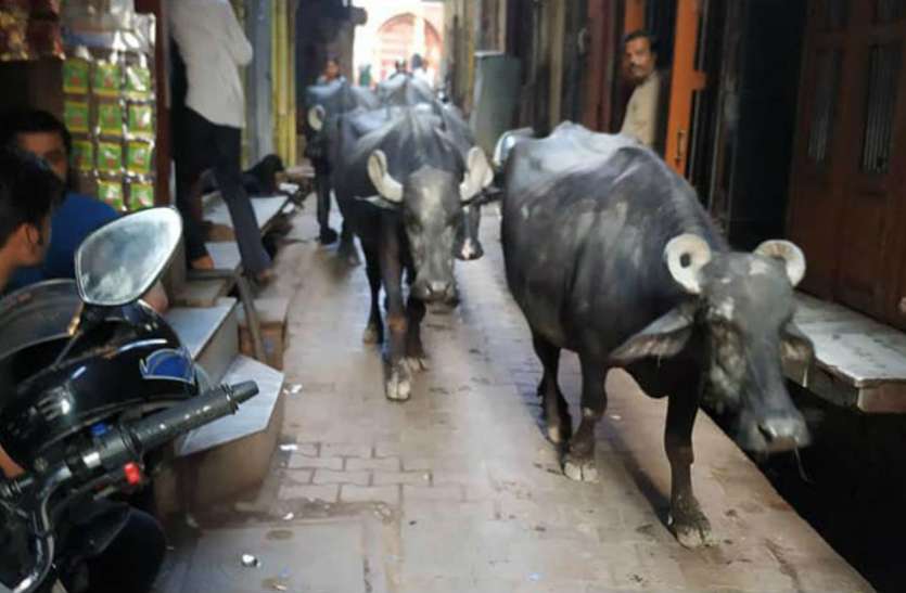 अब घर से बाहर निकाले पशु तो लगेगा जुर्माना अब घर से बाहर निकाले पशु तो लगेगा जुर्माना