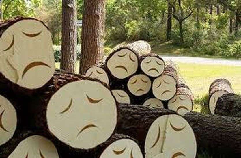 More than 500 tree cutting cases reached SP in bhilwara 500 से ज्यादा पेड़ काटने का मामला एसपी तक पहुंचा