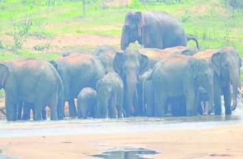 19 Wild elephant group terror in Mahasamund यहां फिर 19 हाथियों के दल ने मचाया आतंक, फसलों को किया तबाह दहशत में ग्रामीण