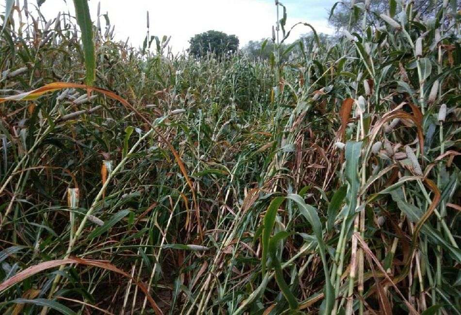 दौसा: फसल पर आफत बन बरसी बारिश